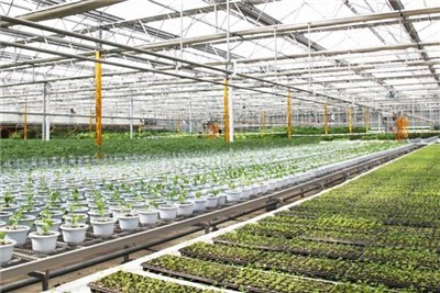 Kindergarten-Gewächshaus